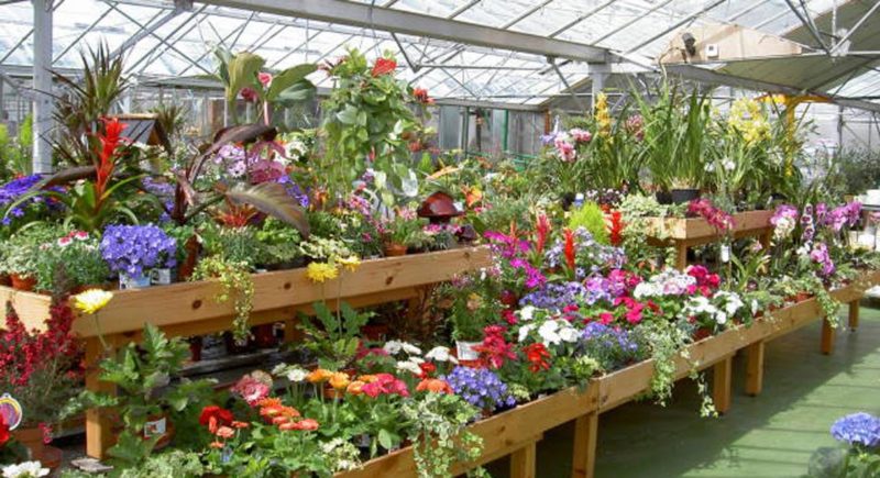 Increased Plant Imports: Need to Support UK Horticulture
