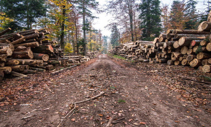 Timber Shortage Due to 'Unprecedented' Demand