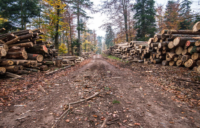 Timber Shortage Due to 'Unprecedented' Demand